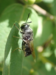 Stratiomyomorpha