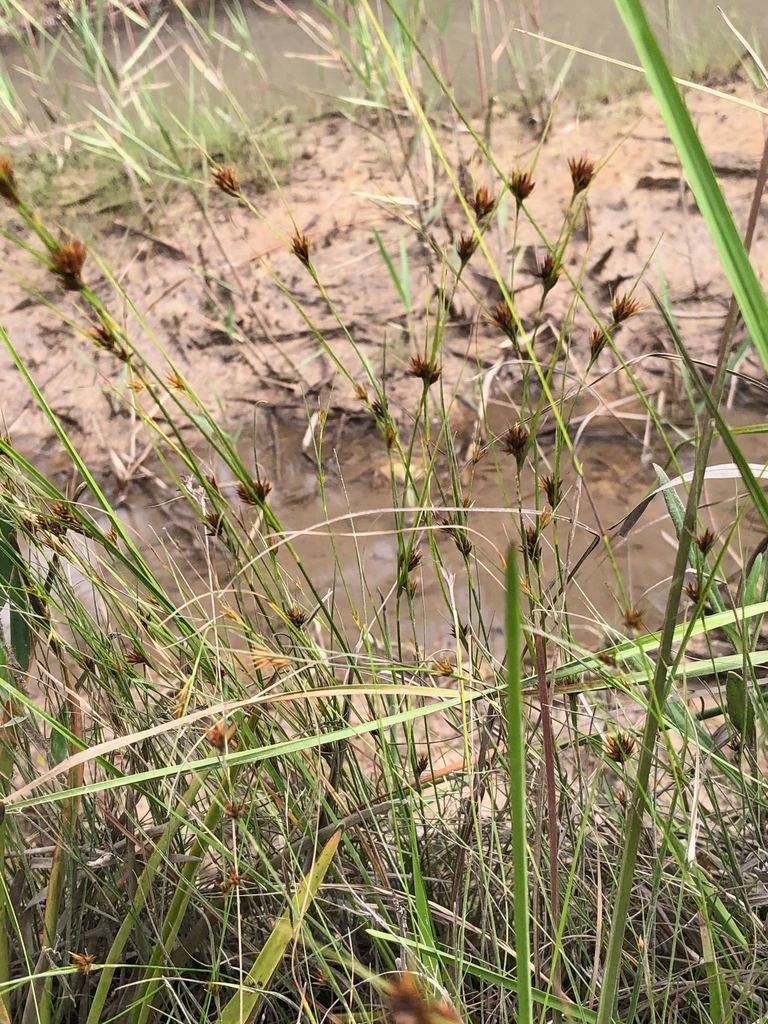 loose-head beaksedge (Rhynchospora chalarocephala) - Botanical Realm