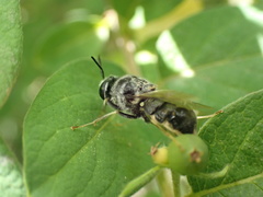 Stratiomyomorpha