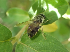 Stratiomyomorpha