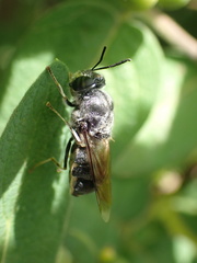 Stratiomyomorpha