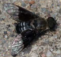 Thyridanthrax selene