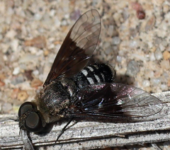 Thyridanthrax selene