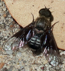 Thyridanthrax selene