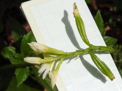 Eulophia cernua