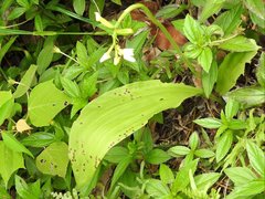 Eulophia cernua