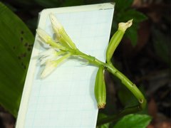 Eulophia cernua
