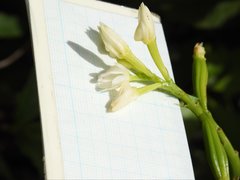 Eulophia cernua