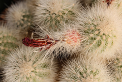 Echinocereus nivosus