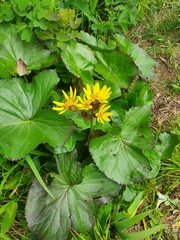 Ligularia hodgsonii