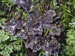 Pseudocyphellaria dissimilis