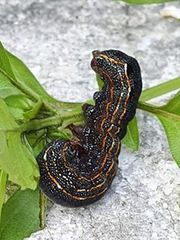 Spodoptera cosmioides