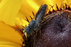 Coelioxys alternatus