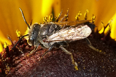 Coelioxys alternatus