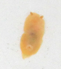 Cadlina modesta
