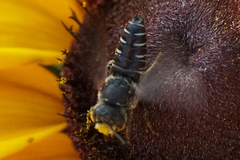 Coelioxys alternatus