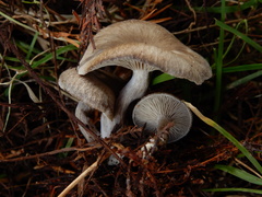 Clitocybe brunneoceracea