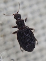 Cartodere nodifer