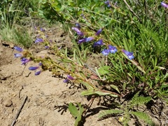 Penstemon leonardii