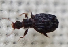 Cartodere nodifer