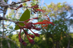 Psittacanthus mayanus