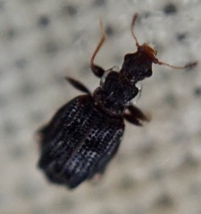 Cartodere nodifer