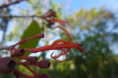 Psittacanthus mayanus