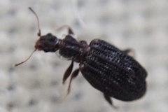 Cartodere nodifer