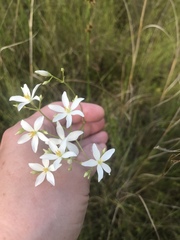 Sabatia difformis