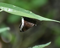 Astraptes habana