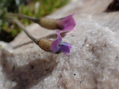 Oxytropis parryi