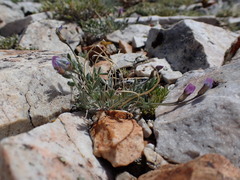 Oxytropis parryi