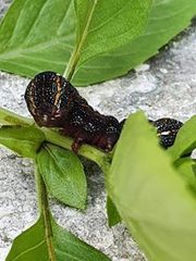 Spodoptera cosmioides