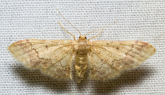 Idaea furciferata