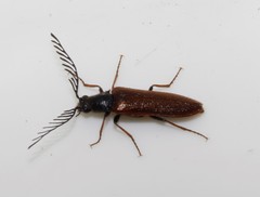 Plastocerus angulosus