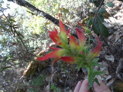 Castilleja tenuiflora