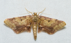 Idaea furciferata