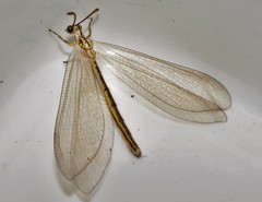 Myrmecaelurus trigrammus