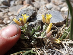 Physaria kingii