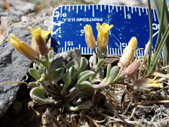 Physaria kingii