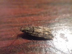 Teleiopsis diffinis