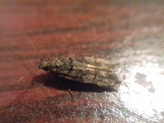 Teleiopsis diffinis