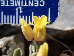 Physaria kingii