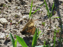 Oeneis chryxus chryxus