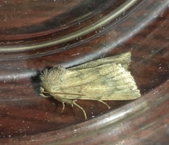 Photedes fluxa
