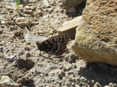 Oeneis chryxus chryxus