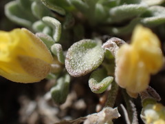 Physaria kingii