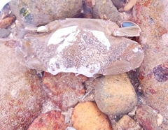 Callinectes arcuatus