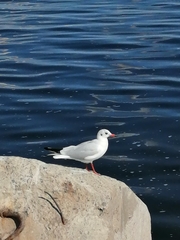 Chroicocephalus ridibundus