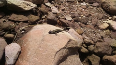 Sceloporus anahuacus